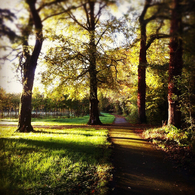 A sunlit pathway curves through a forest with tall trees casting long shadows on the grass and path.